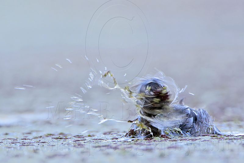 _MG_6595 Least Grebe.jpg