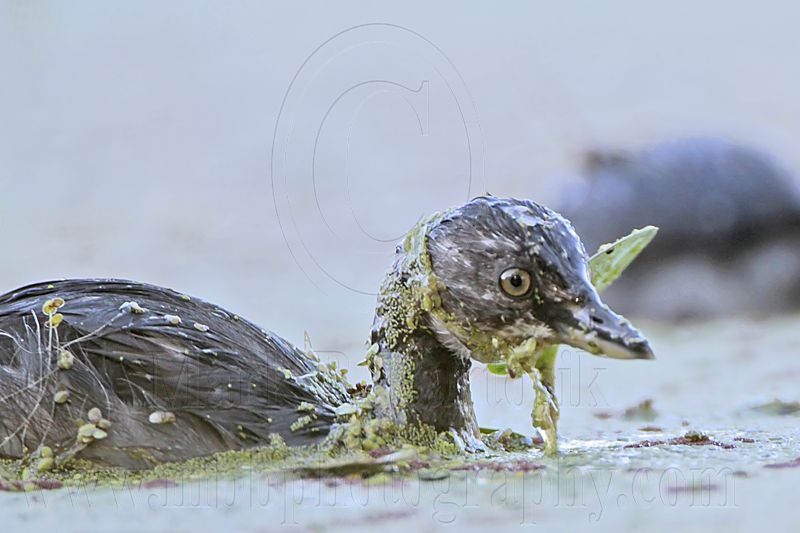 _MG_6804 Least Grebe.jpg