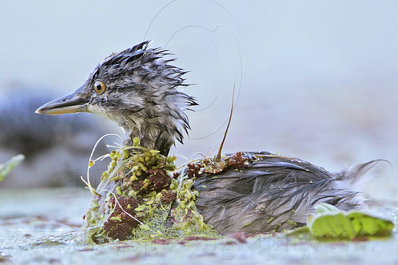 _MG_6833 Least Grebe.jpg