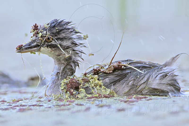 _MG_6853 Least Grebe.jpg