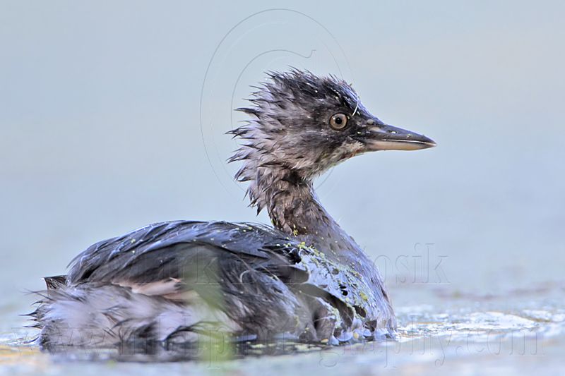 _MG_6883 Least Grebe.jpg