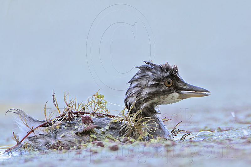 _MG_6898 Least Grebe.jpg