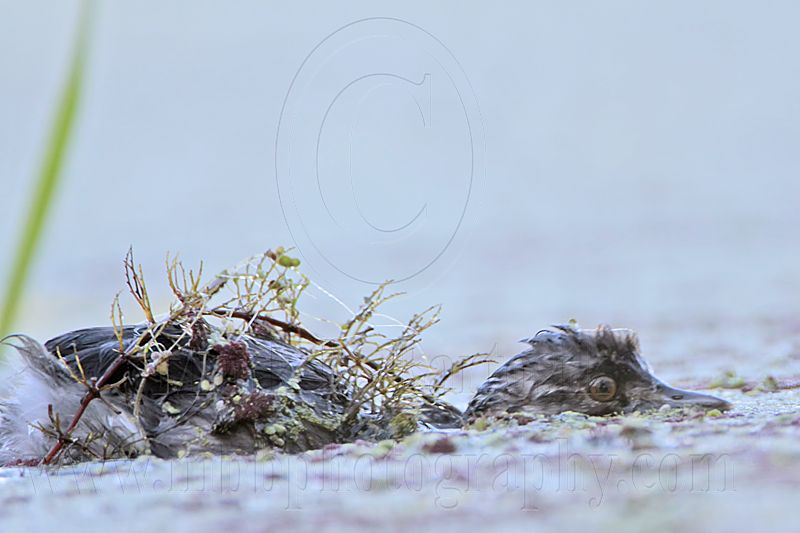 _MG_6901 Least Grebe.jpg