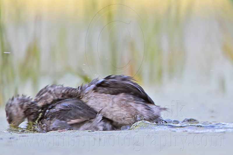 _MG_6988 Least Grebe.jpg