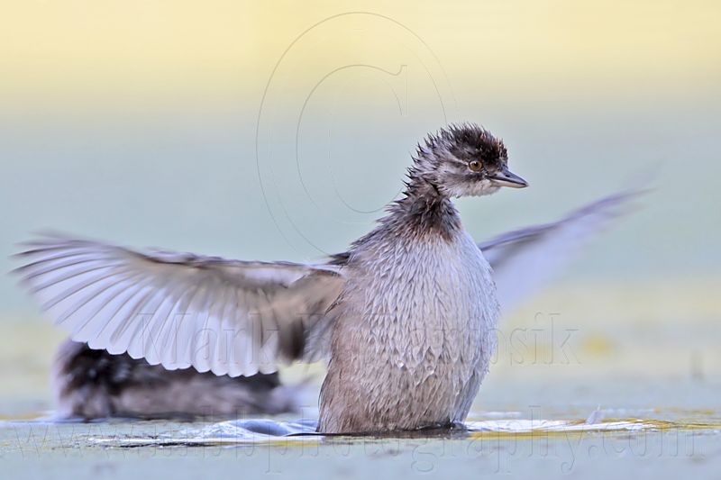 _MG_7170 Least Grebe.jpg