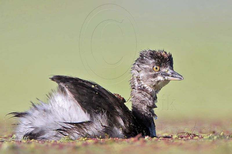_MG_8524 Least Grebe.jpg