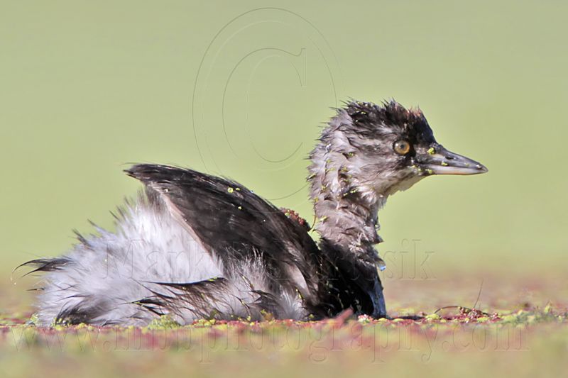 _MG_8526 Least Grebe.jpg