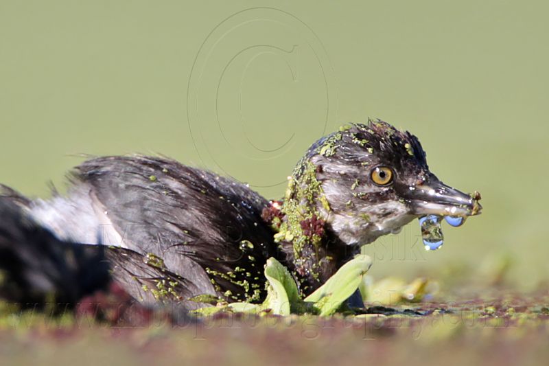 _MG_8548 Least Grebe.jpg