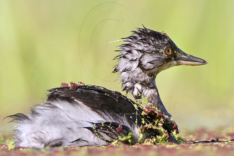 _MG_8832 Least Grebe.jpg