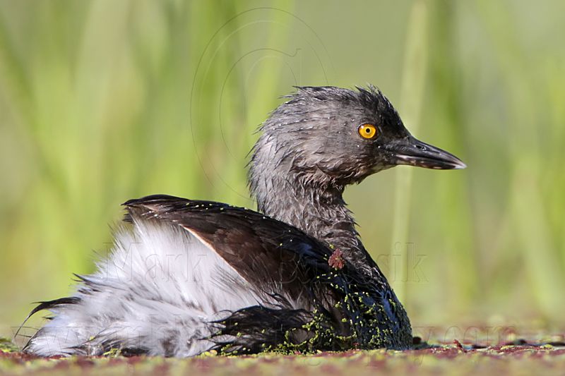 _MG_8850 Least Grebe.jpg