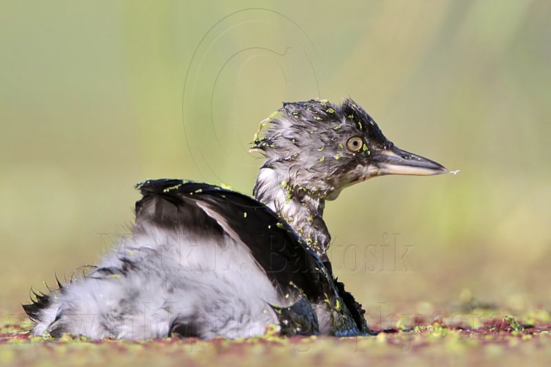 _MG_8871 Least Grebe.jpg