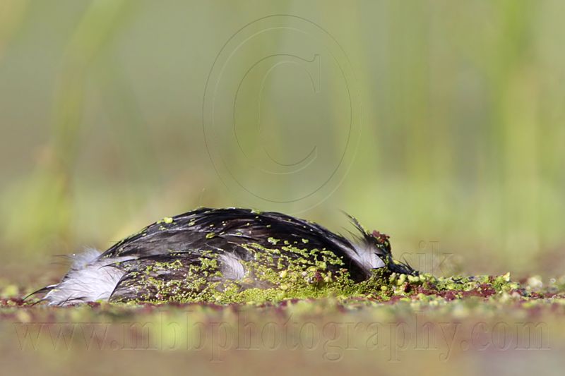 _MG_8894 Least Grebe.jpg