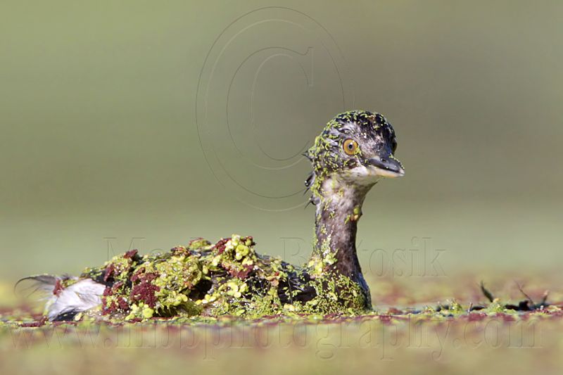 _MG_8982 Least Grebe.jpg