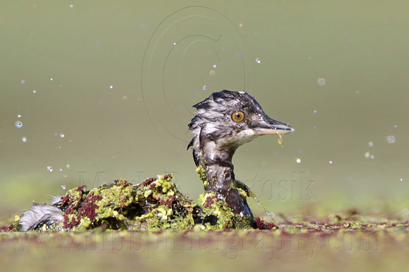 _MG_8995 Least Grebe.jpg