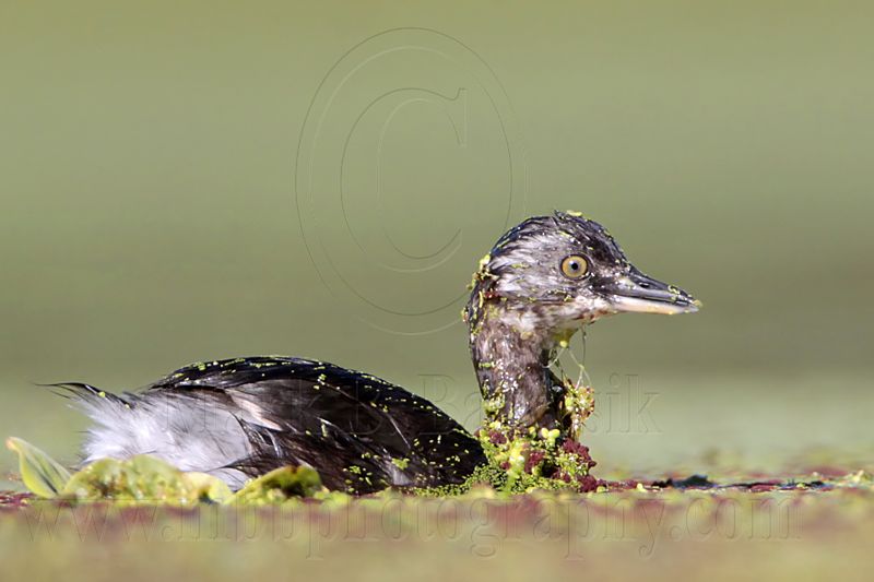 _MG_9007 Least Grebe.jpg