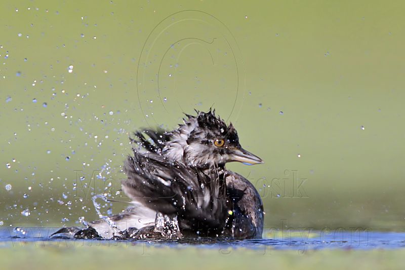 _MG_9114 Least Grebe.jpg