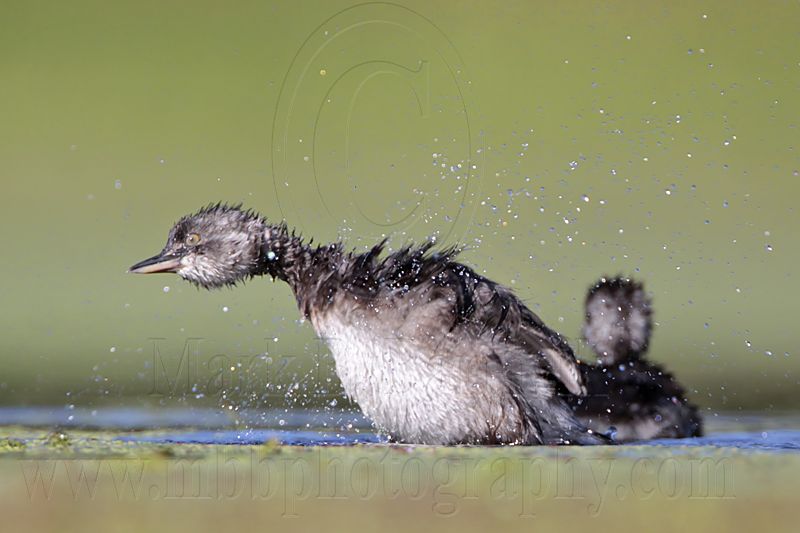 _MG_9179 Least Grebe.jpg