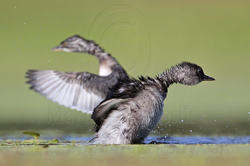 _MG_9210 Least Grebe.jpg