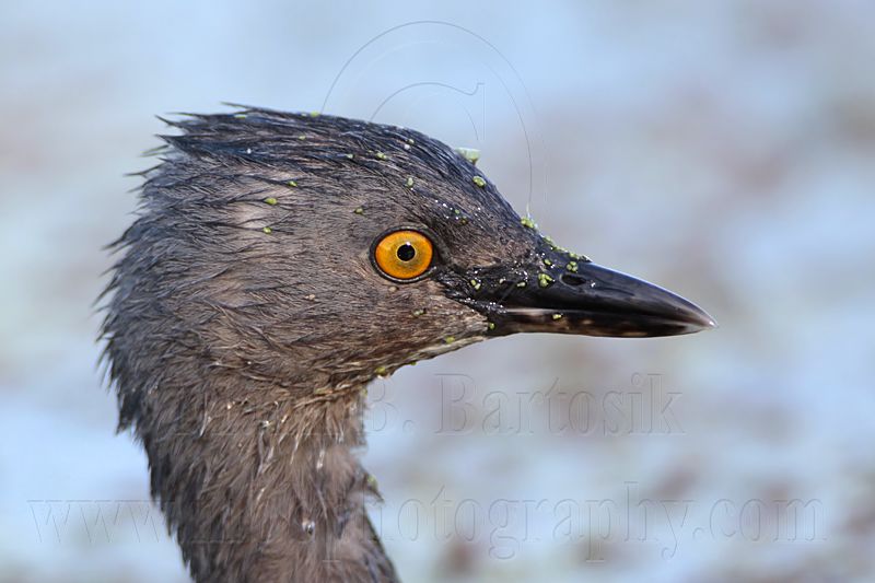 _MG_5892 Least Grebe.jpg