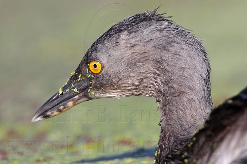 _MG_6053 Least Grebe.jpg