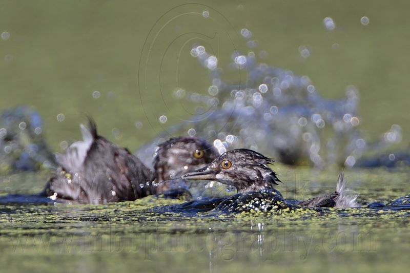 _MG_7342 Least Grebe.jpg