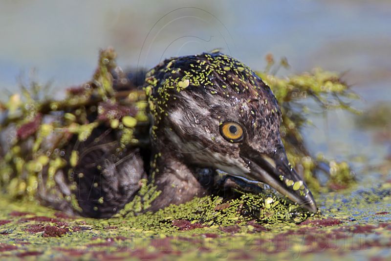 _MG_3334 Least Grebe.jpg