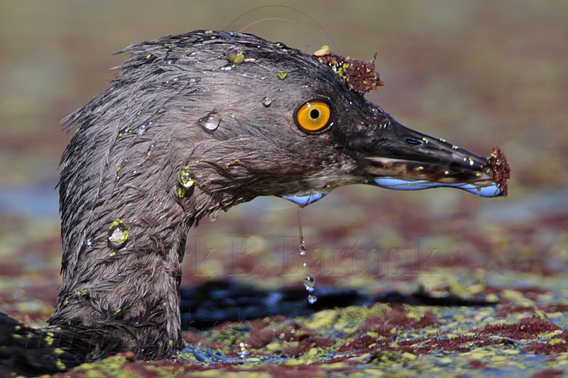 _MG_5458 Least Grebe.jpg