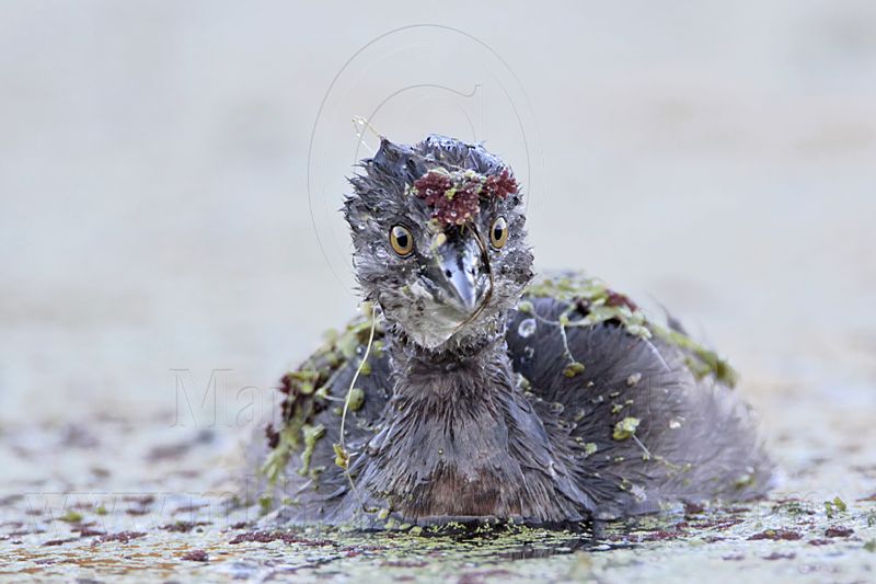 _MG_9428 Least Grebe.jpg