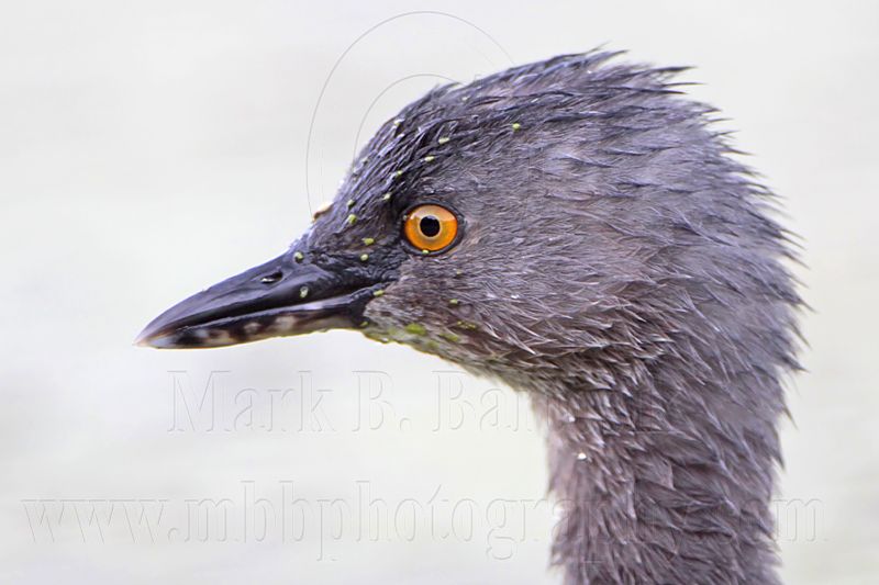 _MG_9442 Least Grebe.jpg