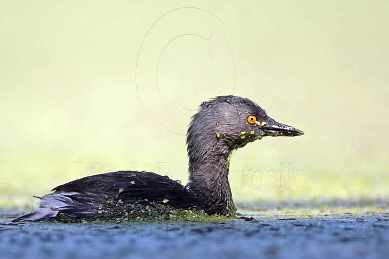 _MG_0457 Least Grebe.jpg