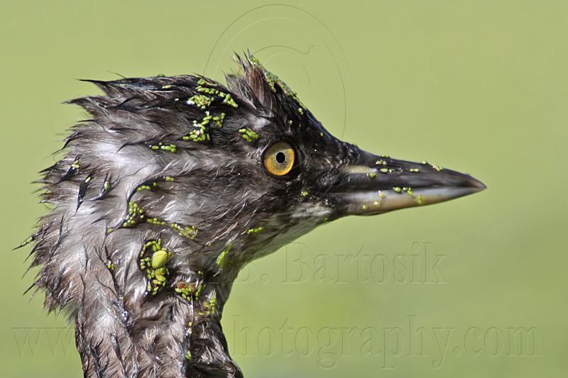 _MG_0866 Least Grebe.jpg