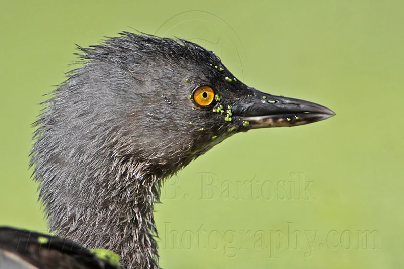 _MG_0876 Least Grebe.jpg