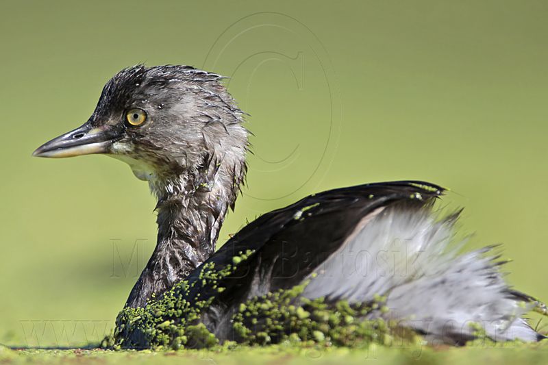 _MG_1516 Least Grebe.jpg