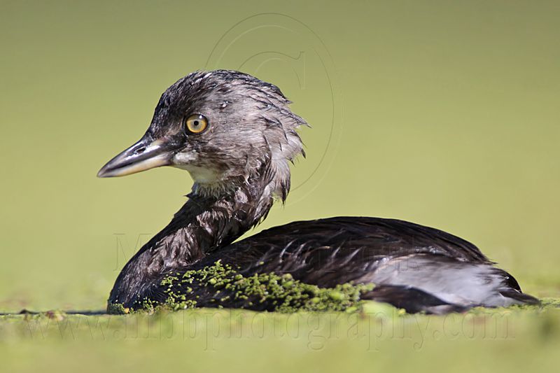 _MG_1524 Least Grebe.jpg