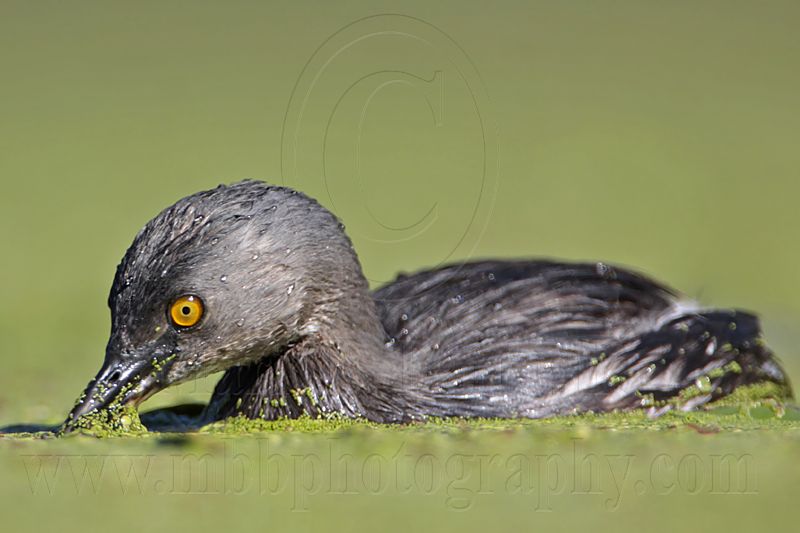_MG_1547 Least Grebe.jpg