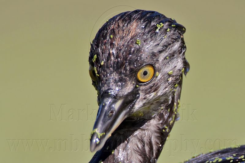 _MG_1627crop Least Grebe.jpg