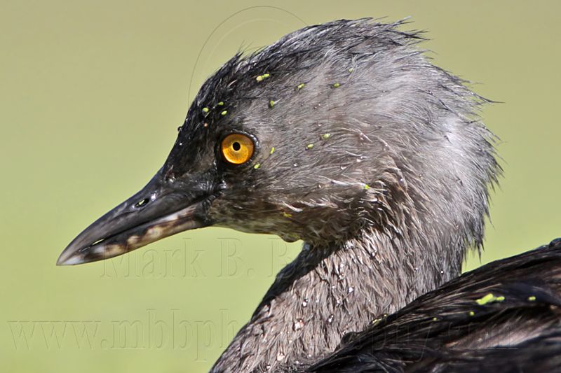 _MG_1661 Least Grebe.jpg