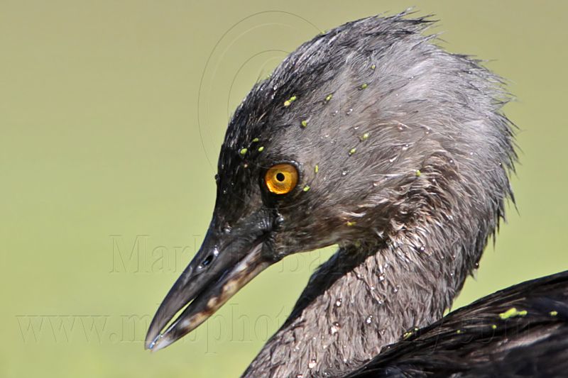 _MG_1662 Least Grebe.jpg