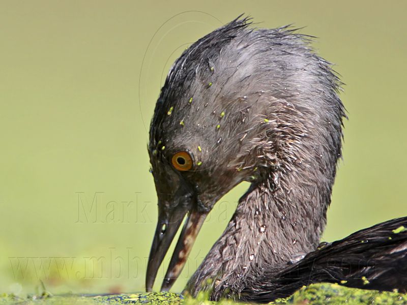 _MG_1663 Least Grebe.jpg