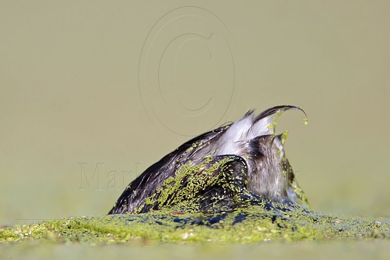 _MG_1848 Least Grebe.jpg