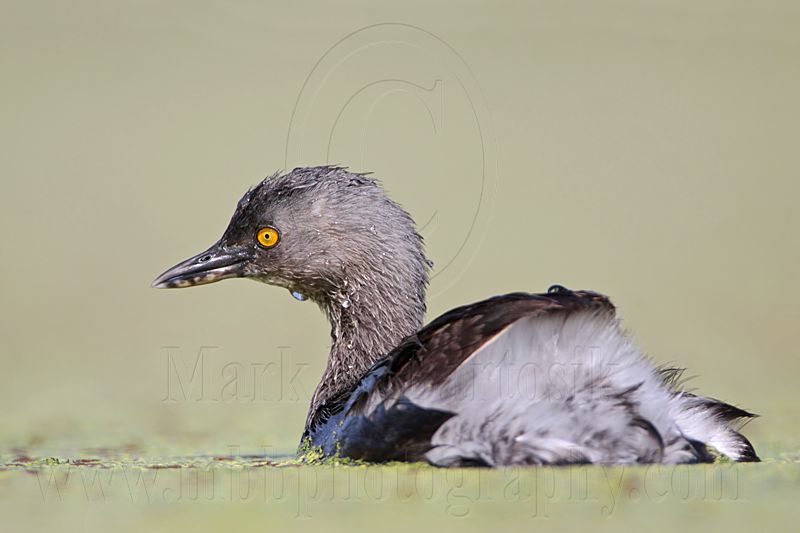 _MG_1893 Least Grebe.jpg