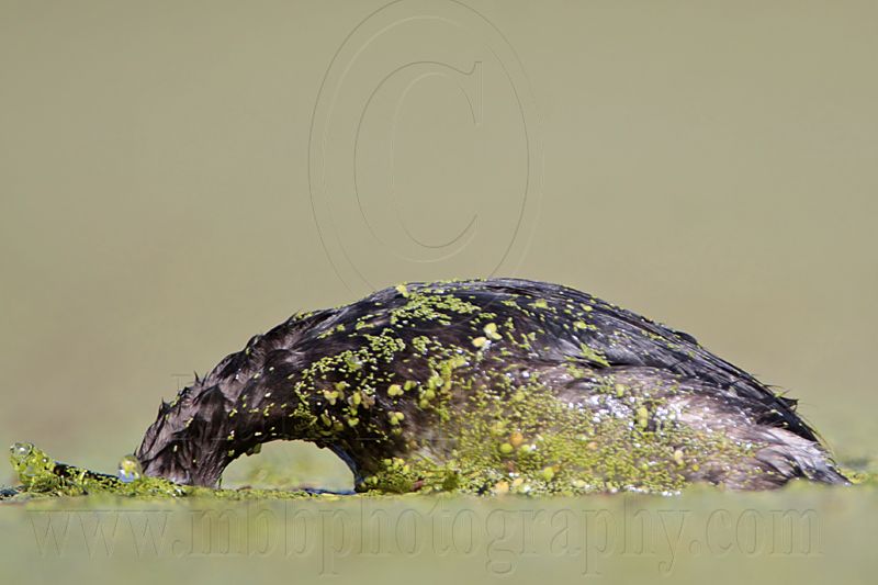 _MG_1961 Least Grebe.jpg
