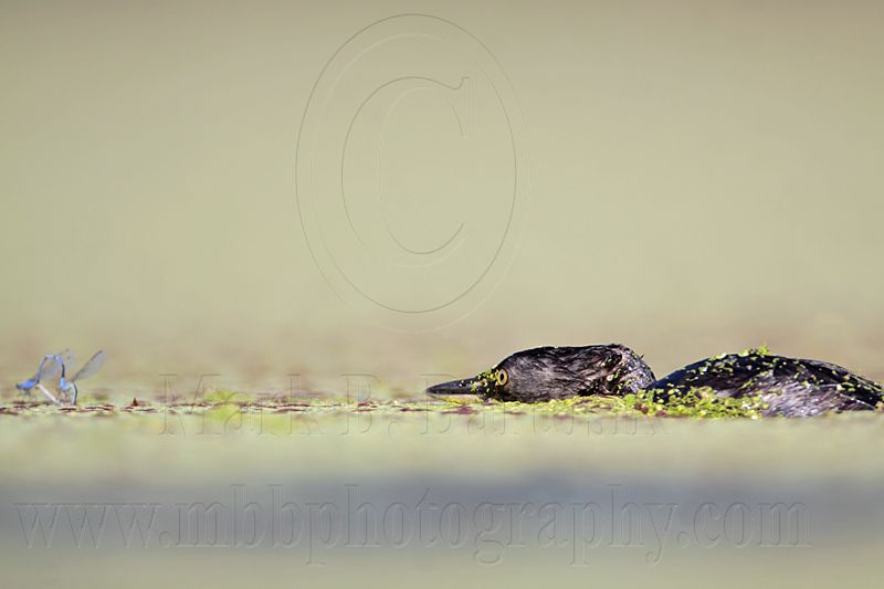 _MG_1977 Least Grebe.jpg