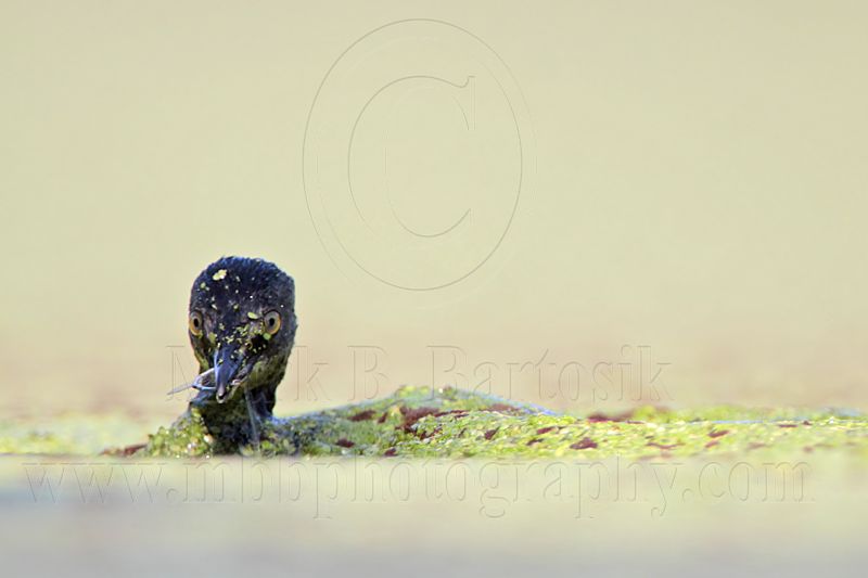 _MG_1980 Least Grebe.jpg