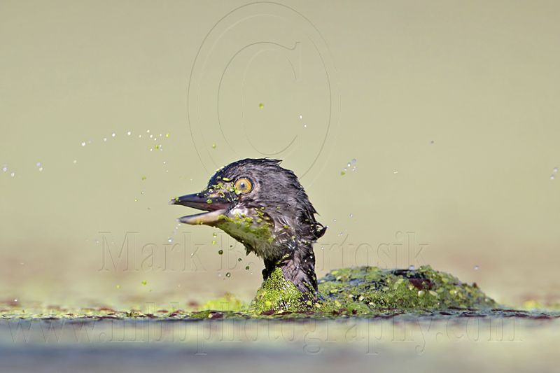 _MG_1986 Least Grebe.jpg