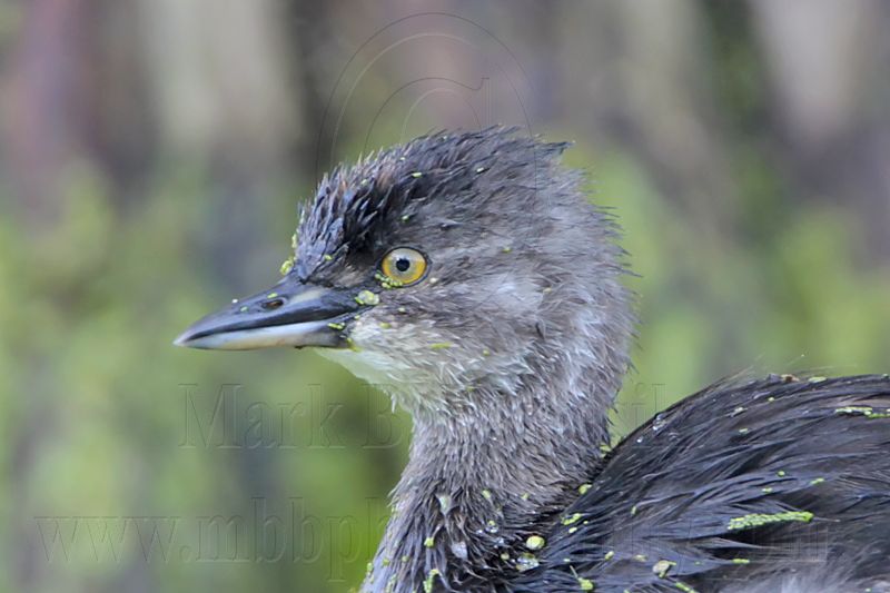 _MG_4352crop Least Grebe.jpg