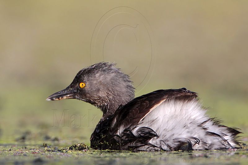 _MG_5593 Least Grebe.jpg