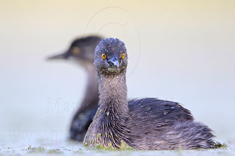 _MG_9860 Least Grebe.jpg