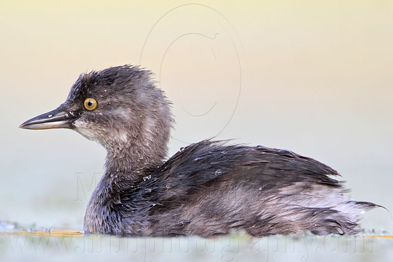 _MG_9887 Least Grebe.jpg