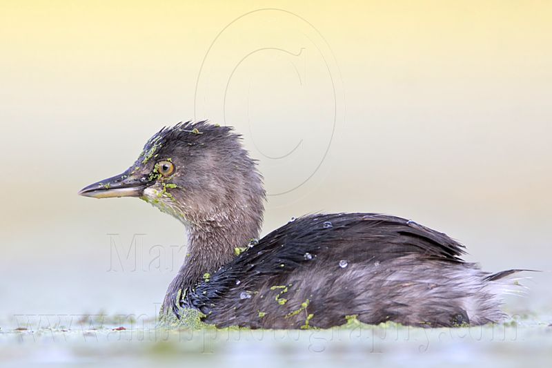 _MG_9943 Least Grebe.jpg